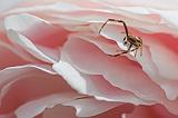 Spider On A Peony_53753